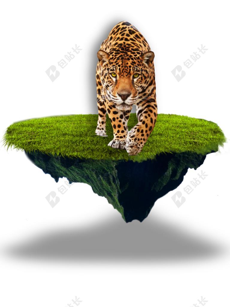 猎豹 孤立 工艺材料