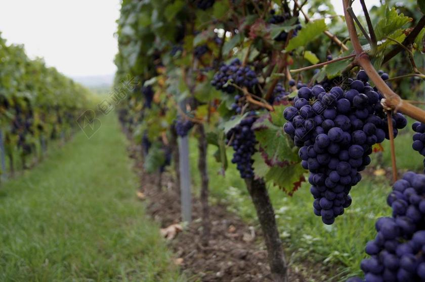葡萄 酒 藤 红葡萄 葡萄园