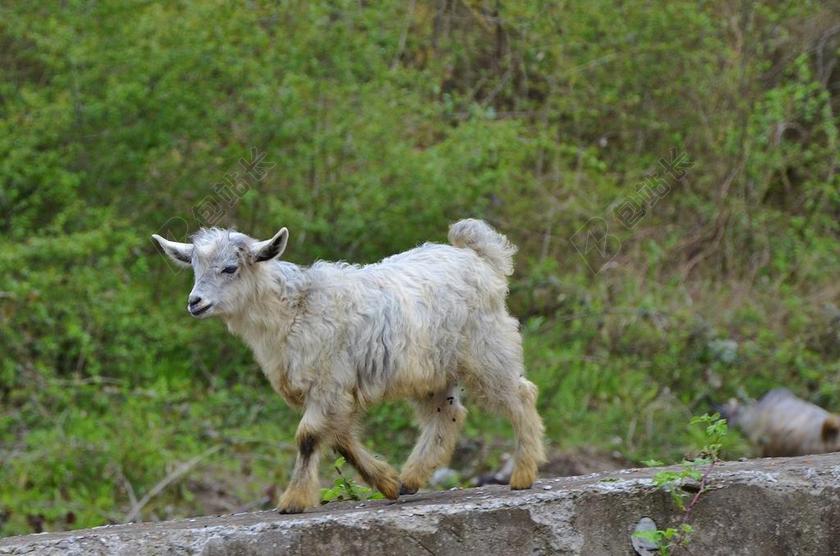 山羊 动物 农场 自然 哺乳动物 孩子 牛奶 白 宝贝 动物
