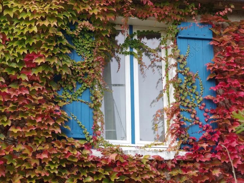 窗口爬山虎缠绕家背景图片