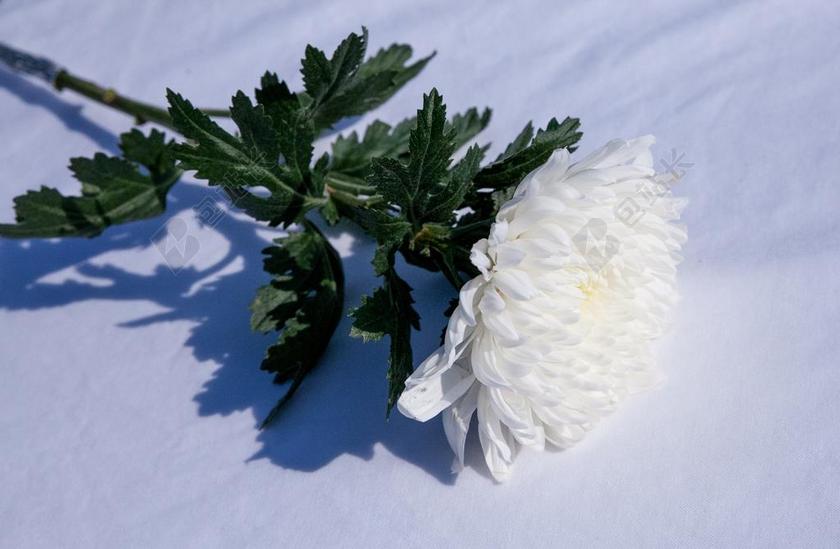 白色菊花圣杰节日礼物背景图片