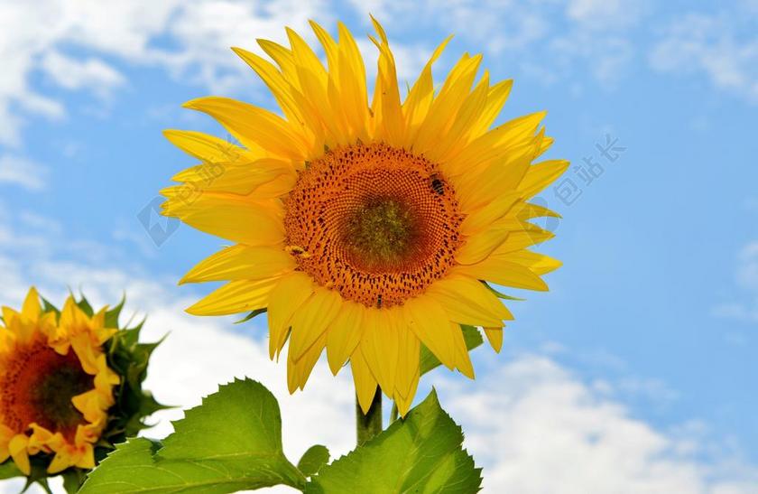 太阳花 花 蜜蜂 花粉 黄色花 盛开 开花 黄色 厂 性质