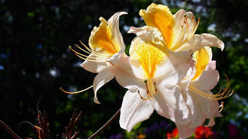 杜鹃花 绽放 花 春 性质 植物 宏 花卉 鲜花 杜鹃