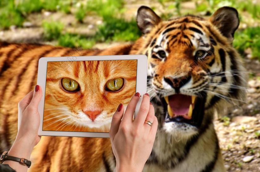 虎 猫 国内的猫 鲭鱼 可爱 滑稽 平板电脑 照片 肖像