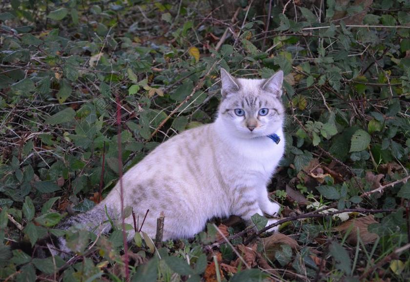 猫 小猫 猫坐 猫的眼睛 蓝色的眼睛 性质 小猫猫 动物
