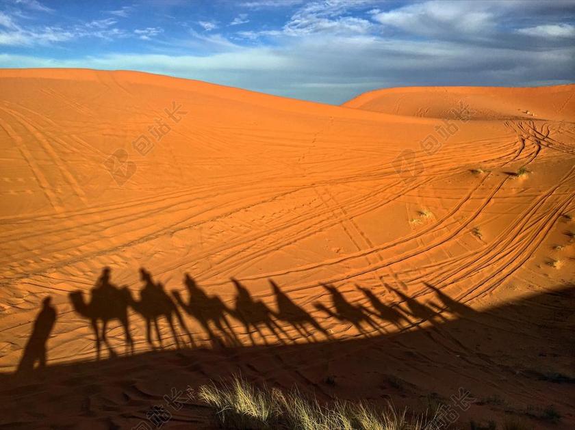 骆驼沙漠影子蓝天白云壮观背景图片