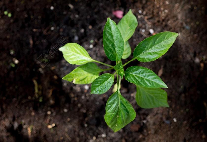 植物增长绿色花园成长生活生命背景图片