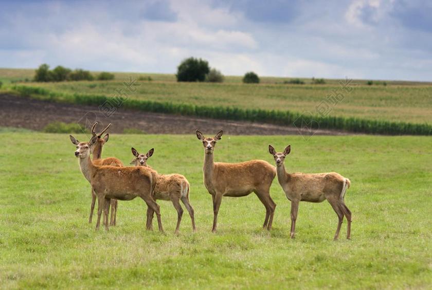 动物鹿哺乳动物牧场原野背景图片