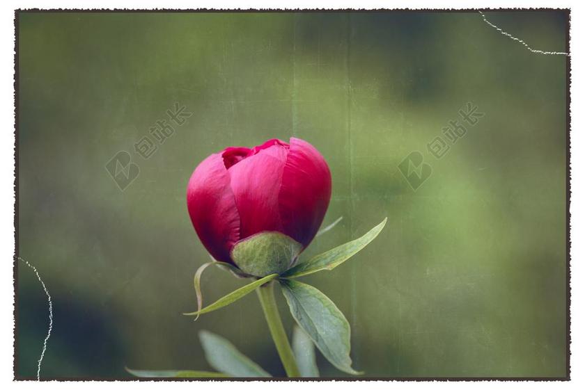 牡丹开花粉红色观赏植物花园背景图片