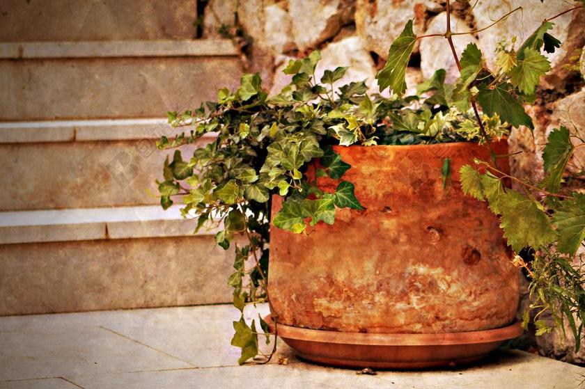 植物 平铺 院子里 楼梯 心情 盆花 地中海