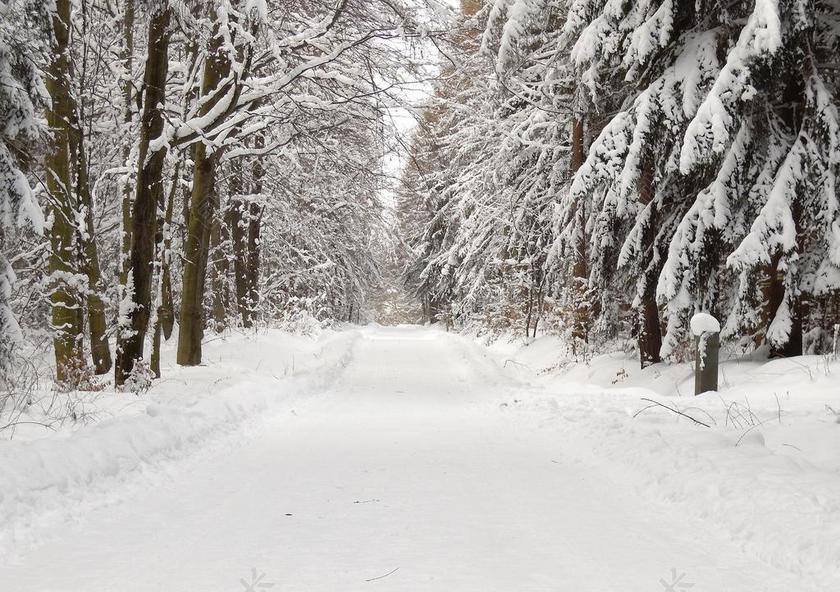 森林 雪 冬天 雪景 性质