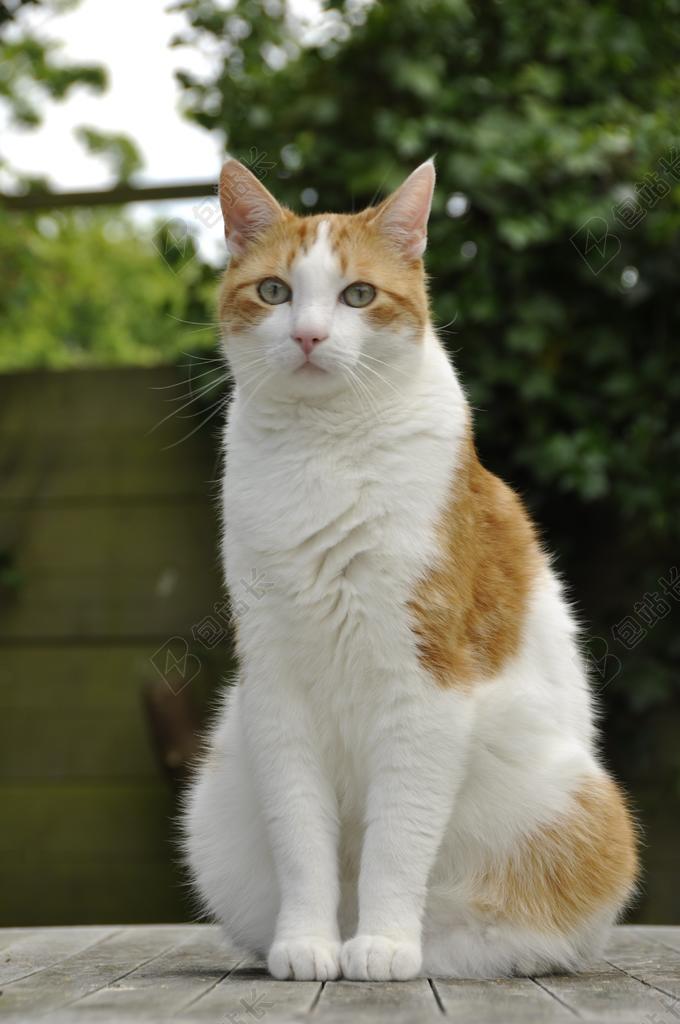 猫咪宿醉宠物哺乳动物花园背景图片