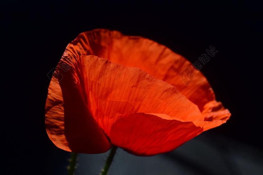 罂粟 罂粟花 KLATSCHMOHN 花 红罂粟 红色 开花