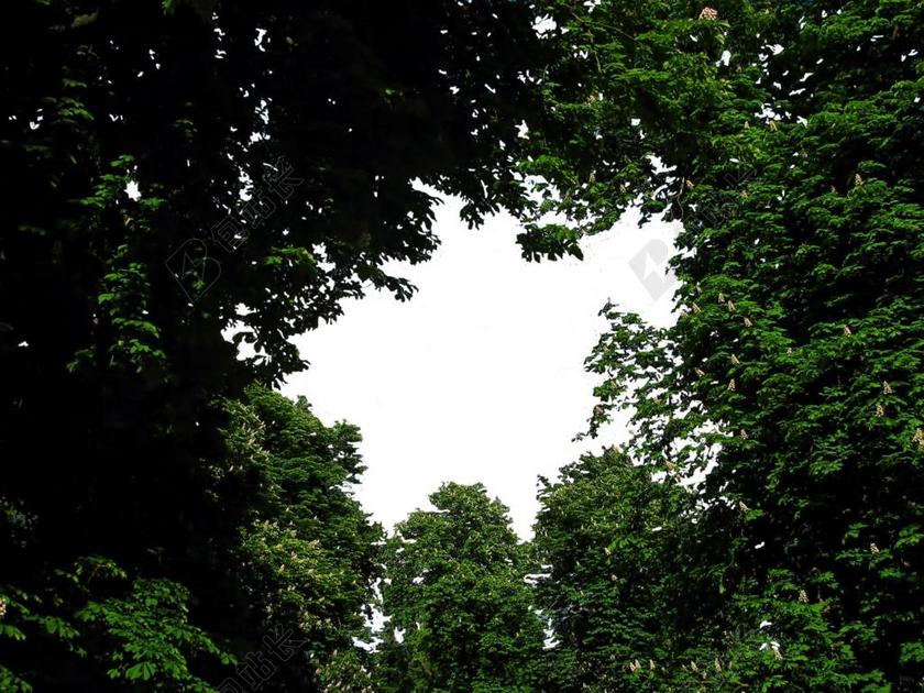 森林 丛林 雨林