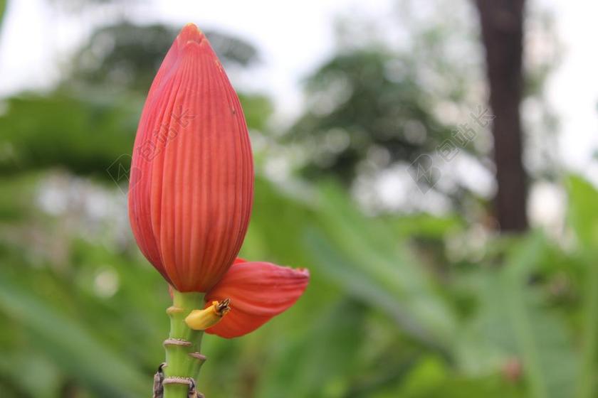 香蕉花香蕉 香蕉、观赏 香蕉 红色的光 观赏 泰国 观赏植物