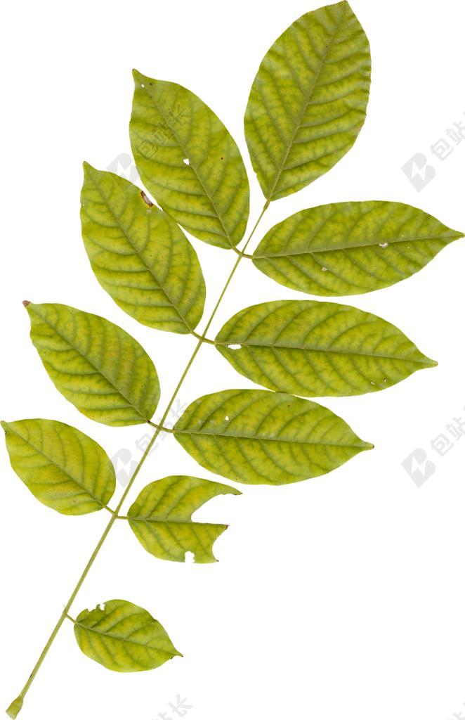 叶 叶子 植物 秋 秋天 自然 绿色 有机 设计