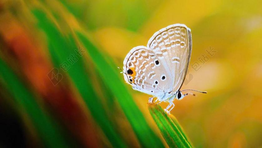 蝴蝶 草地 花 大自然 夏