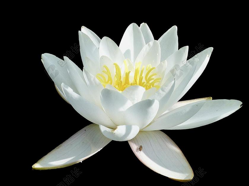 荷花 开花 水花卉 性质