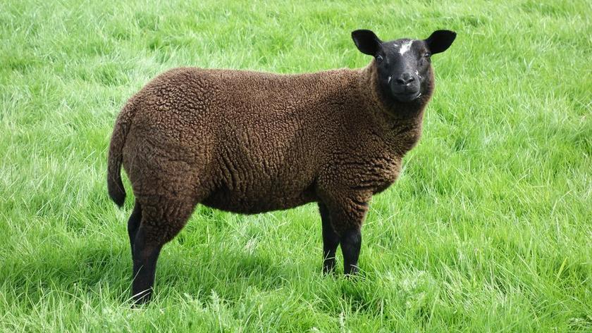 羊 黑羊 羊毛 草甸 动物 绵羊的毛 牧场 草 外套