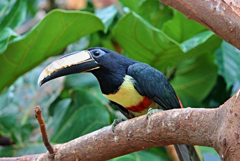 大嘴鸟 黑色的金刚鹦鹉SARI PTEROGLOSSUS ARACARI