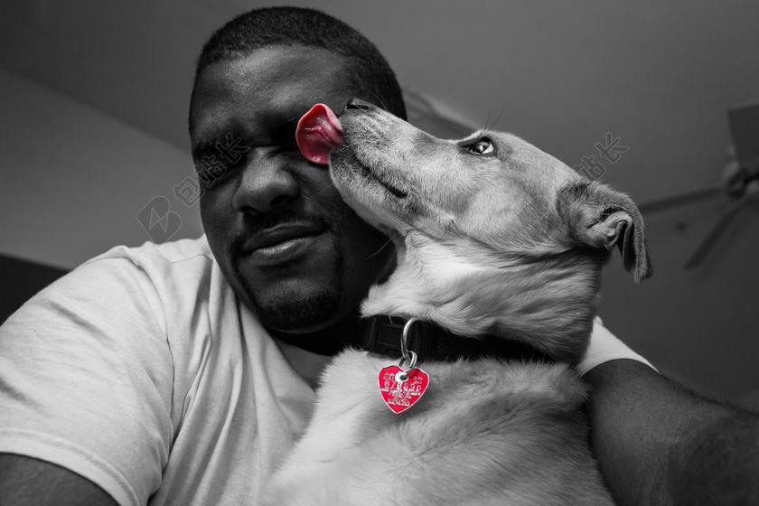 狗 宠物 舔 红色 黑色和白色 项链 舌头 动物 房子