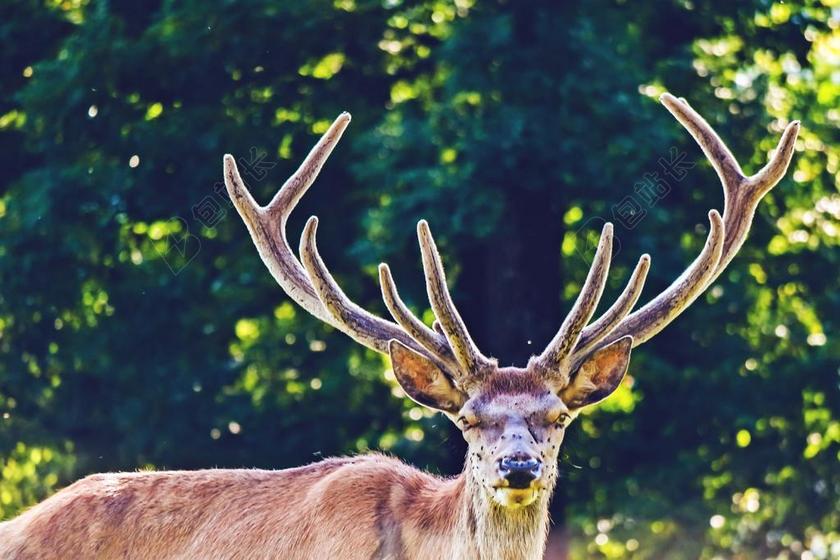 赫尔 动物 真正的鹿 性质 动物世界 红鹿 存储模块 男性