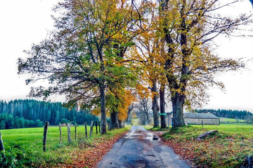 秋天 死叶 树 叶 叶子 秋天的叶子 颜色 红叶 性质
