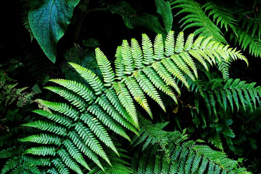 蕨类植物 绿色 森林 茂盛 翠绿 自然 叶子 叶 木材 干