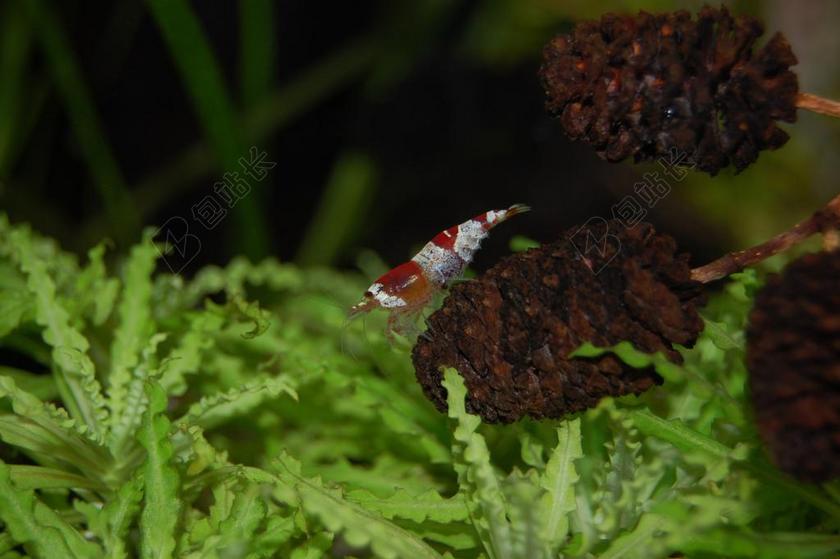 水族馆 淡水 水下 热带鱼饲养 红色 水生物 虾 小
