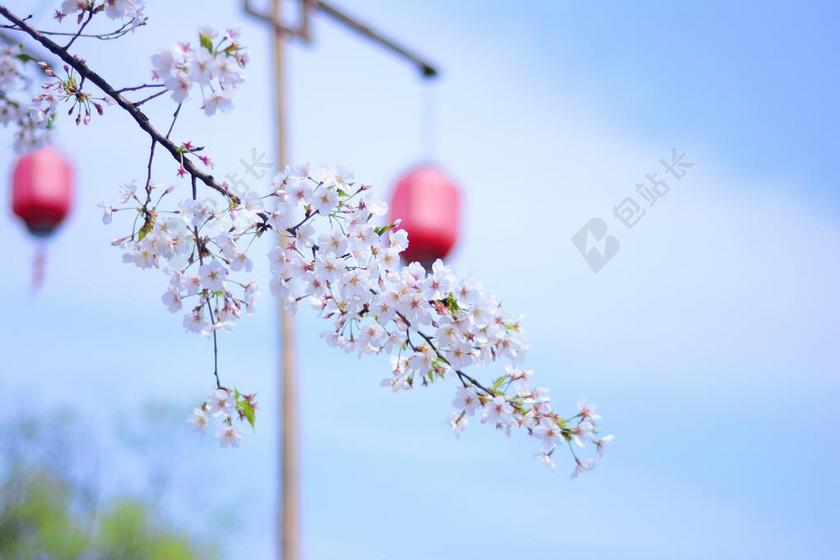 乌镇 西塘 春天 背景