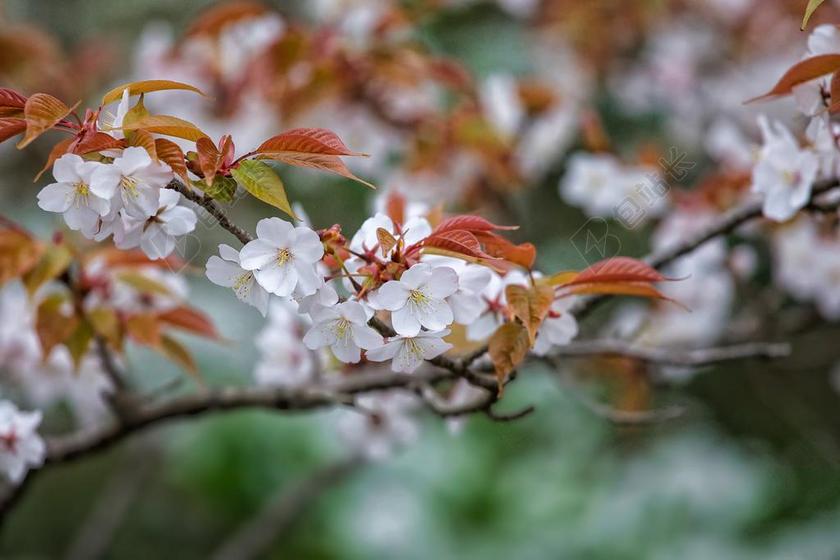 鲜花 李 JAMASAKURA 4 月 日本