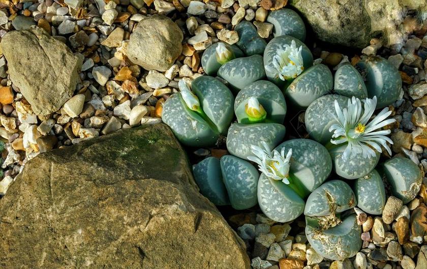 LITHOPS 多肉植物 石 热带 植物 鲜花 邱园 伦敦