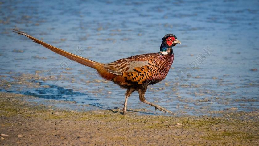 野鸡 鸟 翅膀 浮着 喙 水 性质 大 飞 羽毛 太阳
