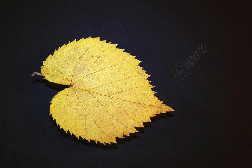 叶 切斯利帕 黄色 黑色背景 单 黄金 秋 符号 饰品 黑