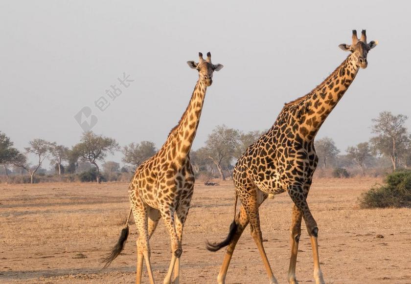 长鹿 非洲 动物 长颈鹿 自然 野生动物 赞比亚 储备