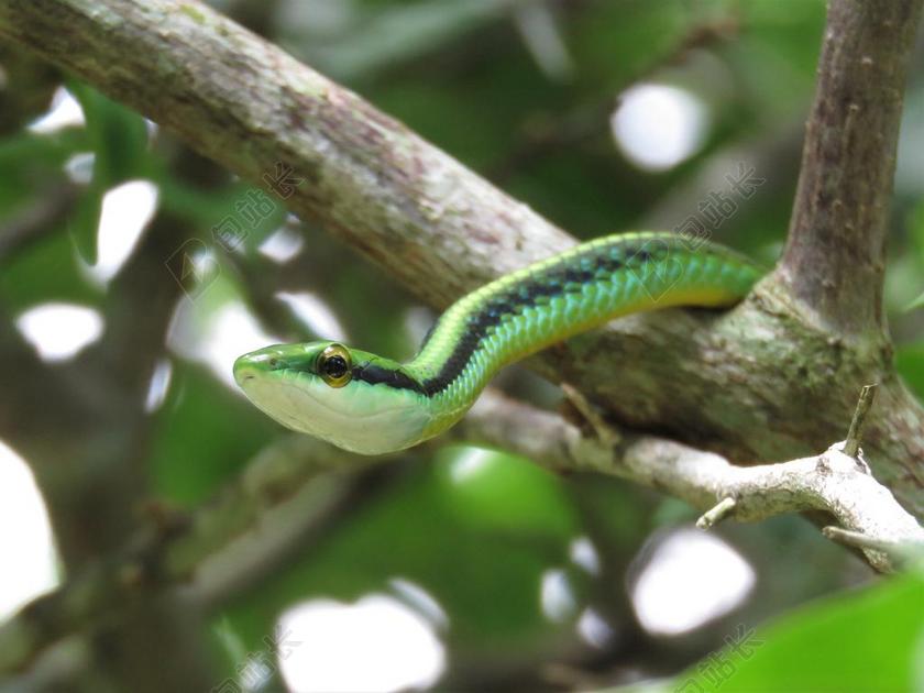 LEPTOPHIS 青蛇 葡萄蛇 热带蛇
