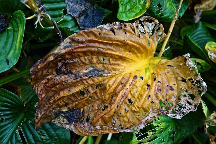 玉簪 叶 植物 枯萎 衰变 秋 秋天的颜色 黄色 绿色