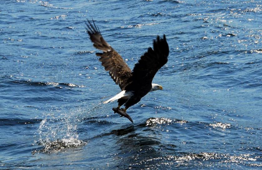 摄影自然海上捕食鱼类的鹰背景图片