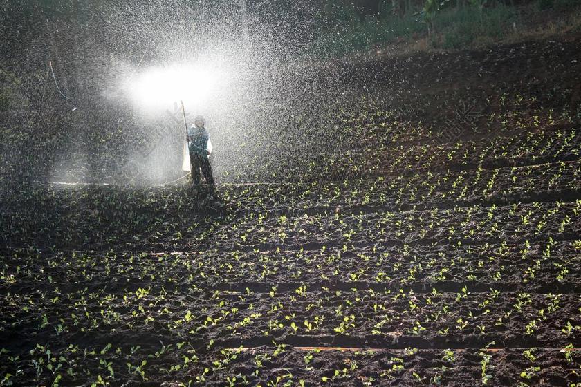 字段 喷雾 水 化肥 外勤工作人员 鲍尔