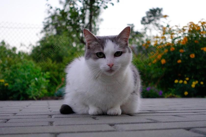 动物 猫 猫思考 白色猫咪 美丽的猫 神秘的猫