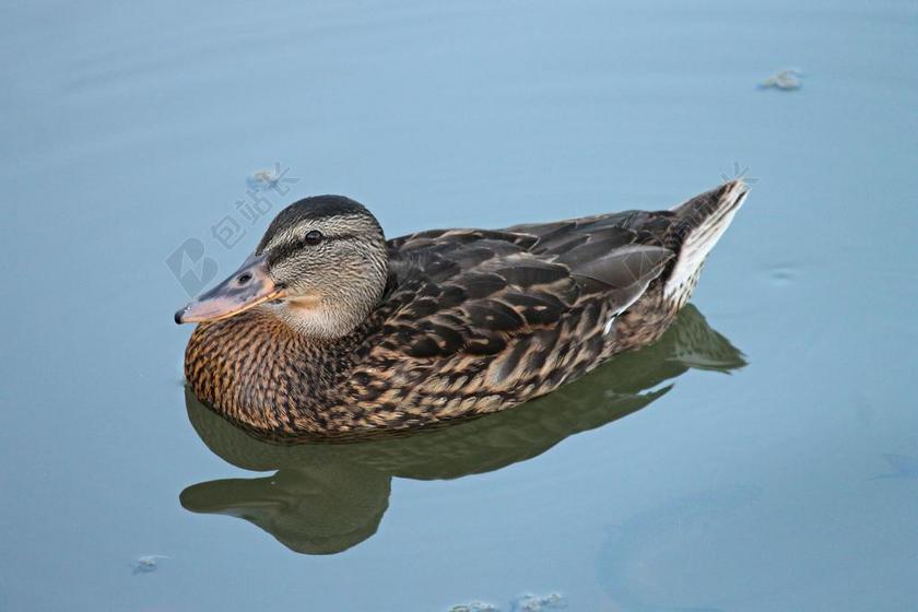 鸭 绿头鸭 女性 水禽 鸭鸟 鸟 性质 生物 条例草案
