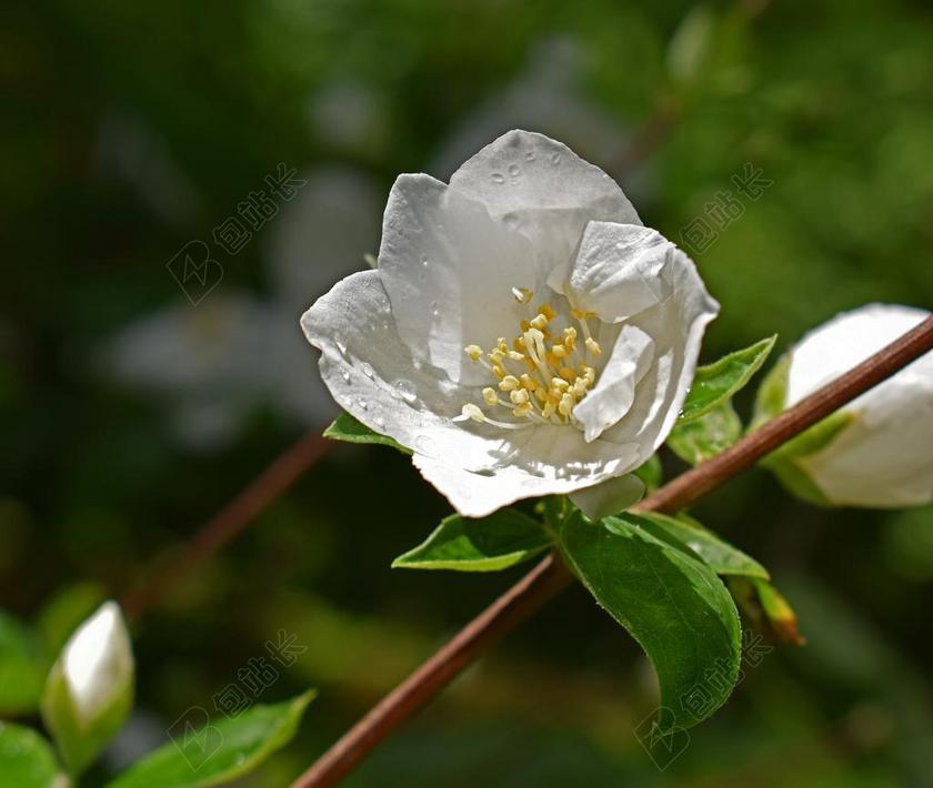 雨水湿模拟橙花 雨点 湿 开花 盛开 植物 鲜花