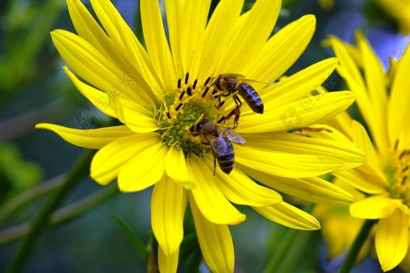 蜜蜂 蜂蜜 花 花粉 收集蜂蜜 昆虫 性质 开花 宏 收集