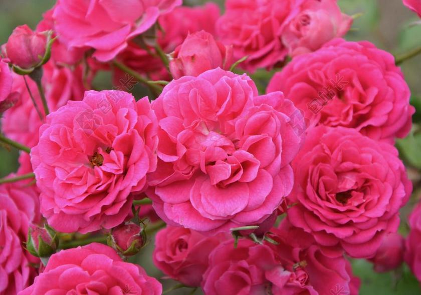 玫瑰 花 性质 花园 颜色粉色 藤本月季 粉红色的花朵