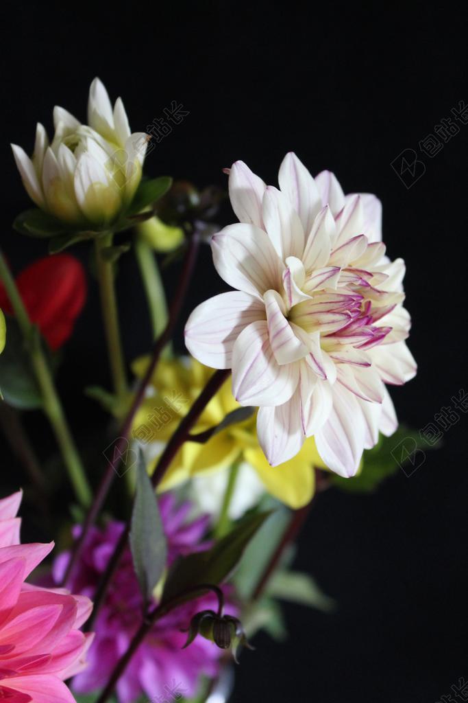 大丽花 娇琴纱 大丽花花园 开花 花园 花 秋季 花花园