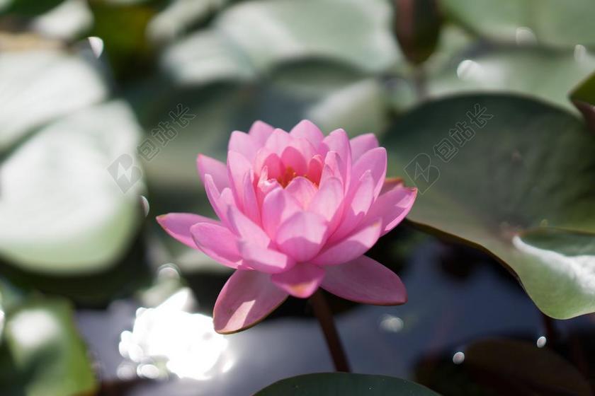 蠡园 无锡 莲花