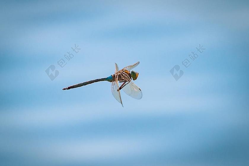 蜻蜓 飞行 昆虫 关闭 性质