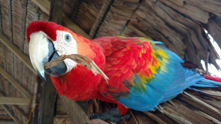 AVE 金刚鹦鹉 鸟 动物 珍奇的鸟 性质 鹦鹉 蓝色 丛林