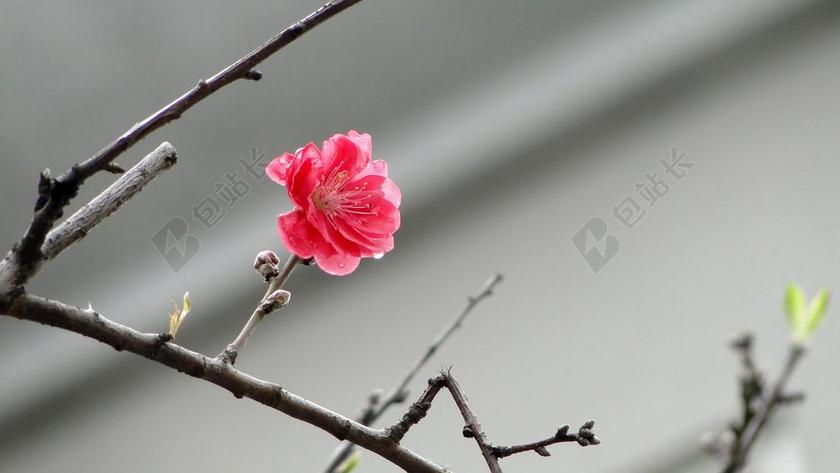 花 桃花 春天 春舞