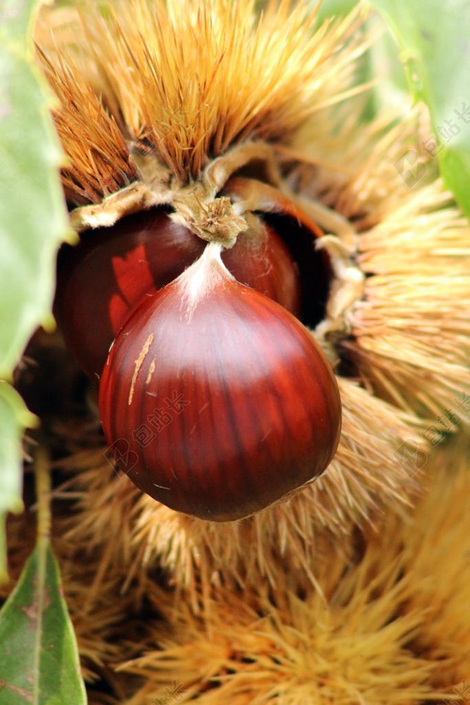 板栗 林 性质 栗子 植物 赛季 树林 卷曲 干的树叶